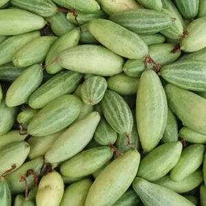 Odisha Pointed Gourd – Potal