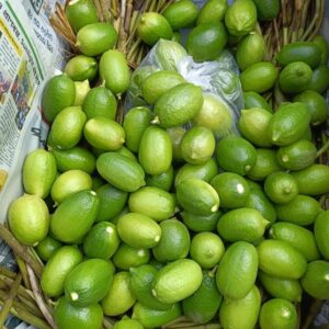 Odisha Kagji Lembu/Citrus Limon(କାଗଜି ଲେମ୍ବୁ)