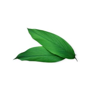 Haladi Patra I Turmeric Leaves